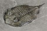 Dalmanites Trilobite Fossil - New York #68095-2